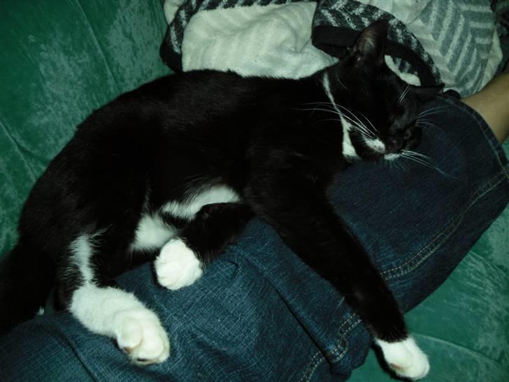 Huskat HUGO billede 2