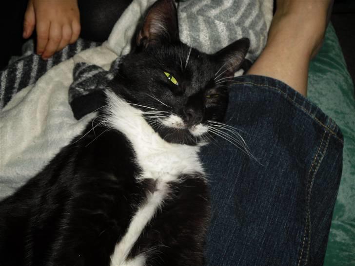 Huskat HUGO billede 3