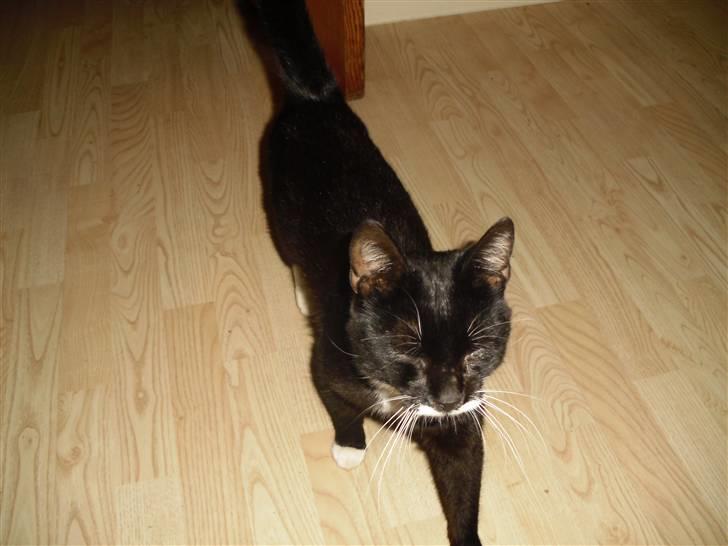 Huskat HUGO billede 4