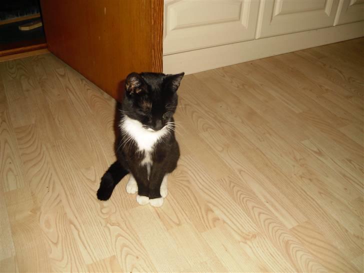 Huskat HUGO billede 5