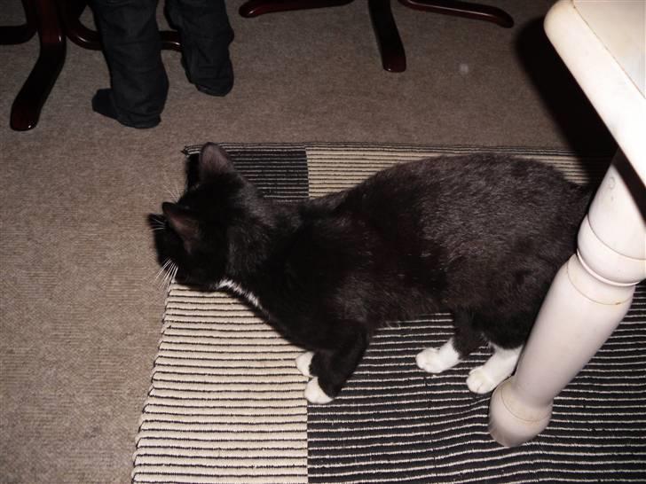 Huskat HUGO billede 6