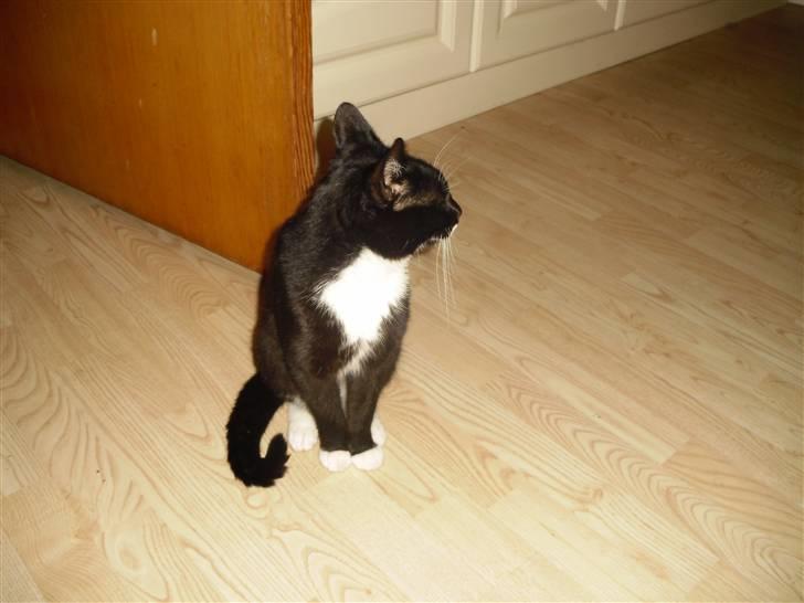 Huskat HUGO billede 7