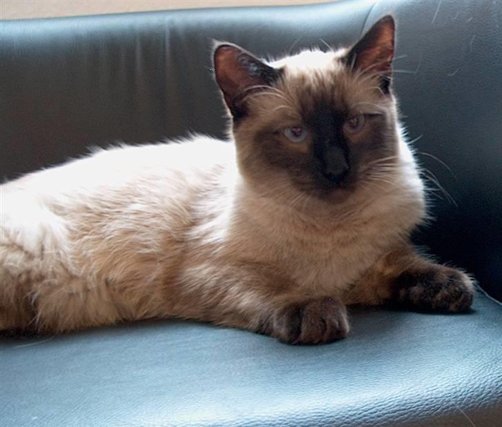 Ragdoll Fenris - 30 uger og 5 kg billede 7