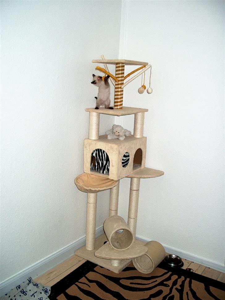 Ragdoll Fenris billede 8