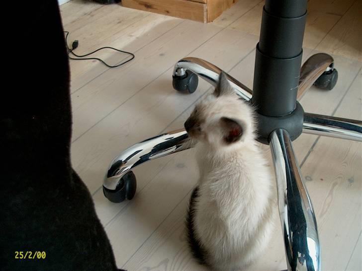 Ragdoll Fenris billede 9