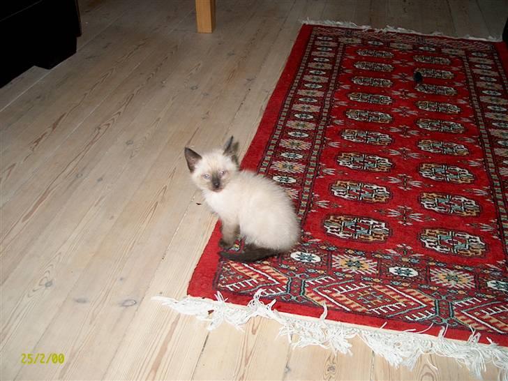 Ragdoll Fenris billede 10