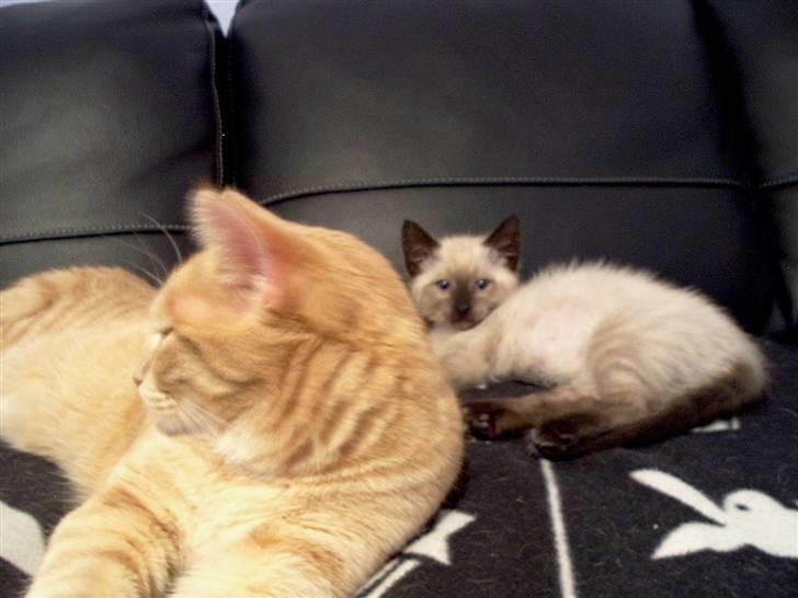 Ragdoll Fenris billede 11