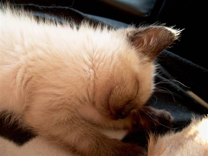 Ragdoll Fenris billede 12