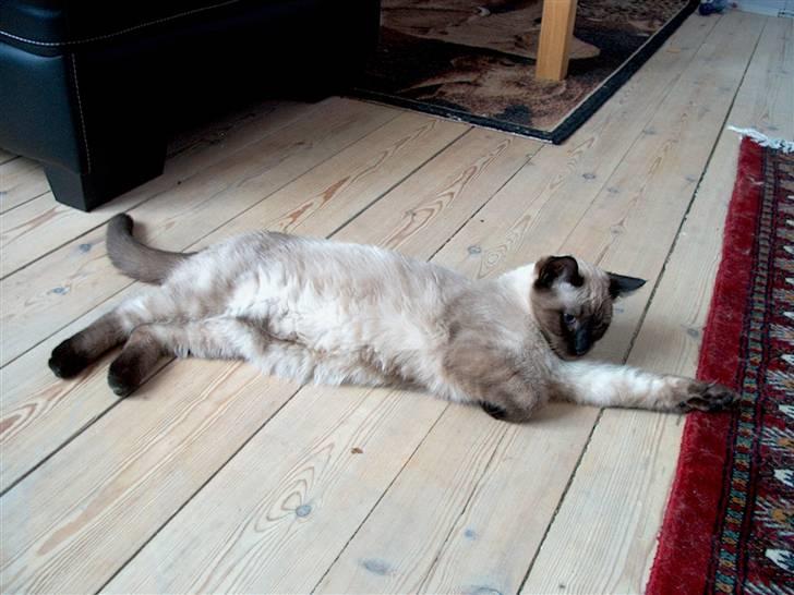 Ragdoll Fenris - jeg er nu 23 uger og vejer 3,5 kg  billede 13