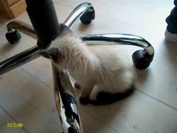 Ragdoll Fenris billede 14