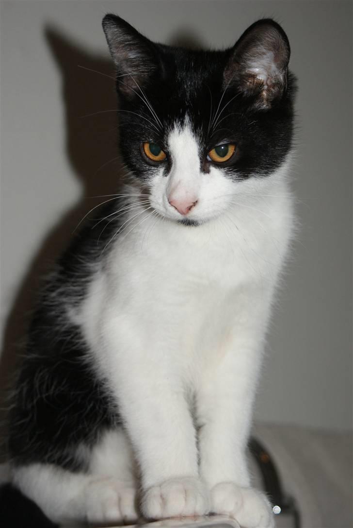 Blanding af racer Magnus (Shitface) - han er blevet stor mis nu :-) billede 8