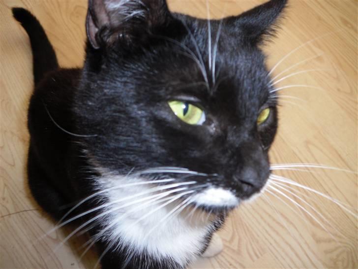 Huskat HUGO billede 8