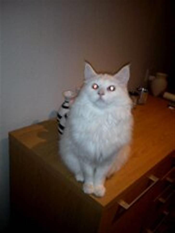 Maine Coon Smilla  (er drægtig) billede 2