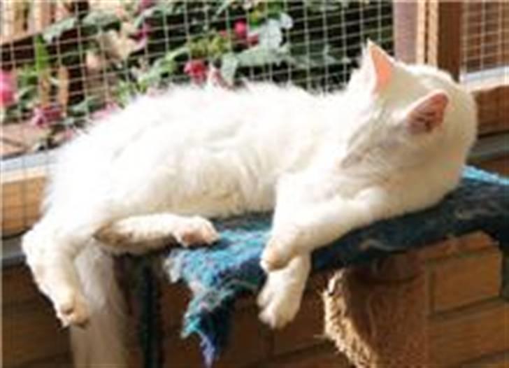 Maine Coon Smilla  (er drægtig) billede 3