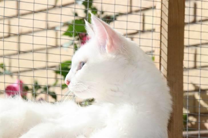 Maine Coon Smilla  (er drægtig) billede 4