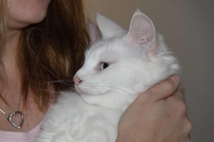 Maine Coon Smilla  (er drægtig) billede 5