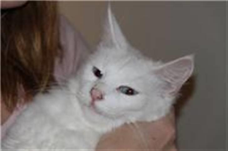 Maine Coon Smilla  (er drægtig) billede 7