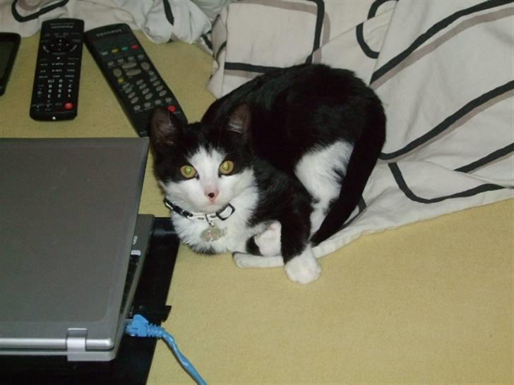 Huskat Malou - lulu billede 12