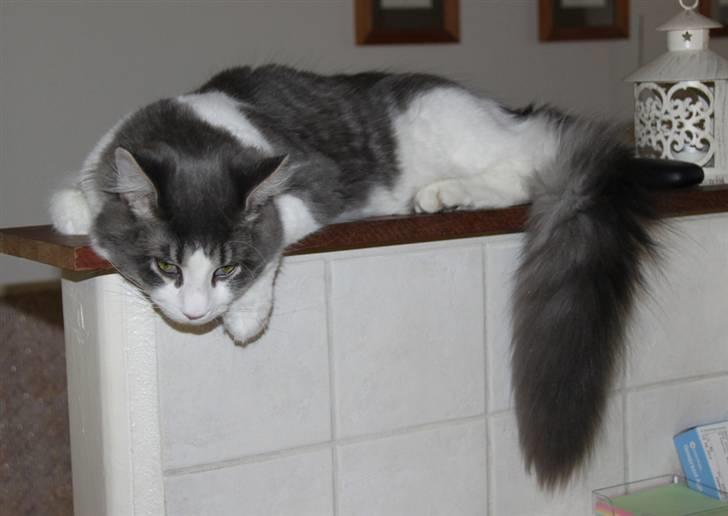 Maine Coon Harley. billede 19