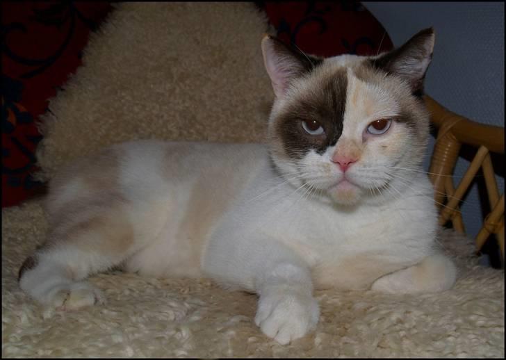 British Shorthair DK Kikkenborg Andrea billede 1