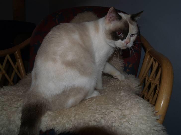 British Shorthair DK Kikkenborg Andrea billede 2