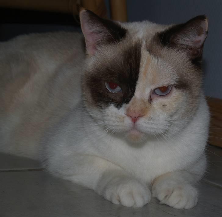 British Shorthair DK Kikkenborg Andrea billede 3