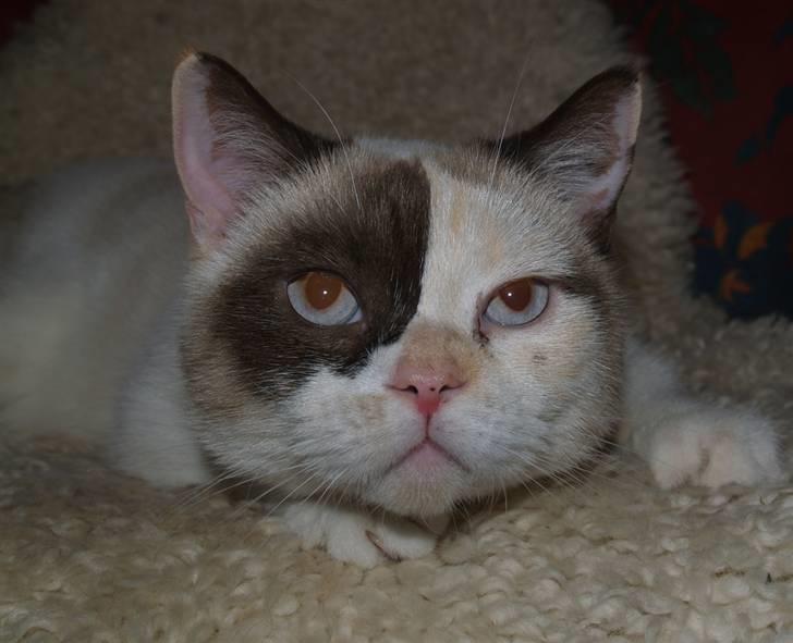 British Shorthair DK Kikkenborg Andrea billede 4