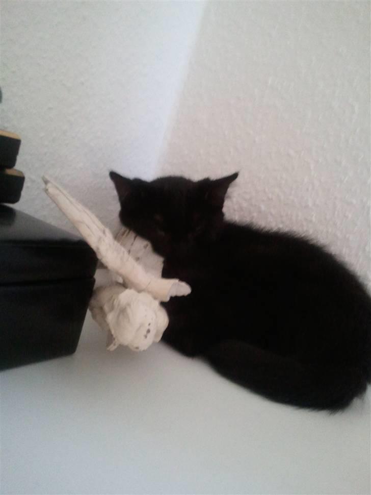 Huskat Manson - sover som en engel billede 6