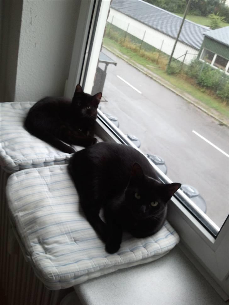 Huskat Manson - hvor vi dog bare søde.... vi kunne aldrig finde på at lave balade billede 7