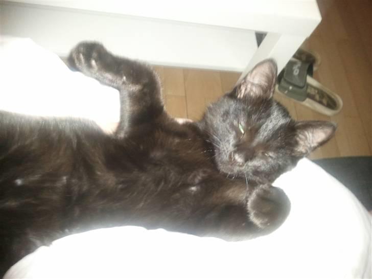 Huskat Manson billede 8