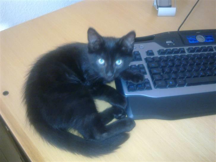 Huskat Manson - skal da også bare holde øje med hvad far laver på sin pc hele tiden billede 9