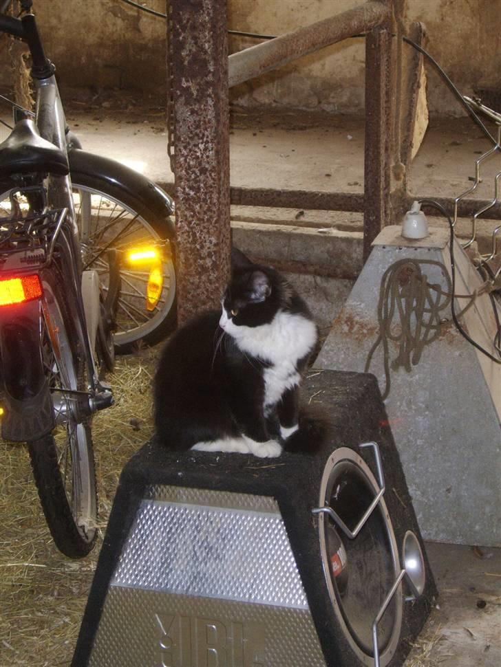 Blanding af racer Baby billede 6