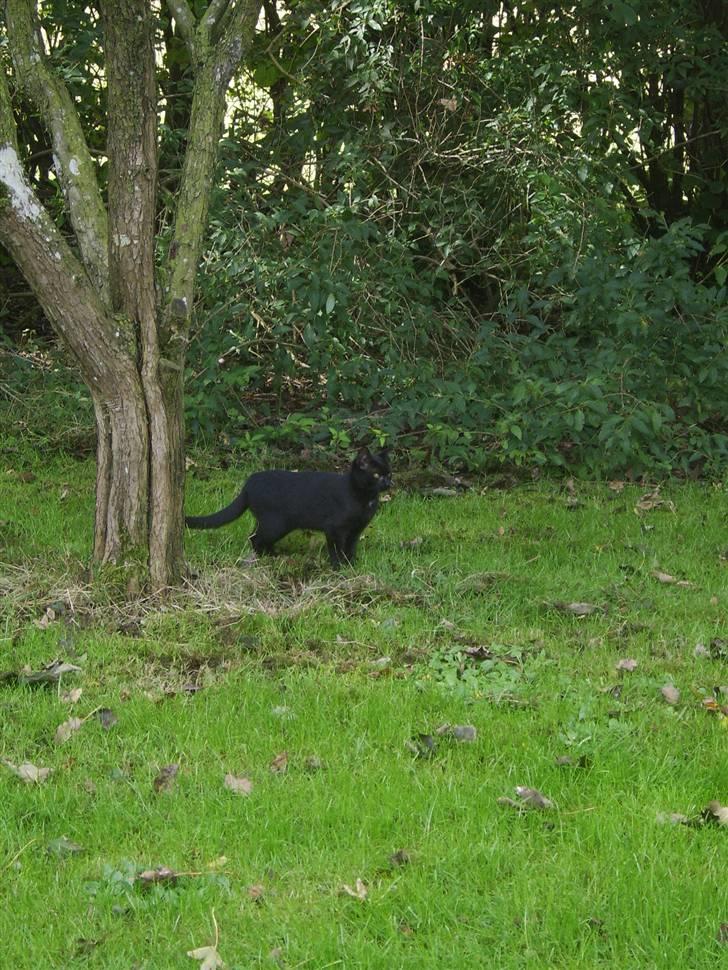 Huskat Sofus - Er væk billede 11