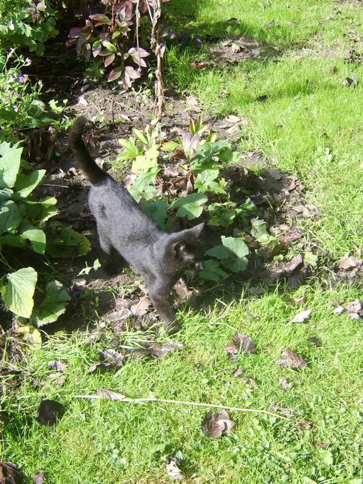 Huskat Sofus - Er væk billede 12