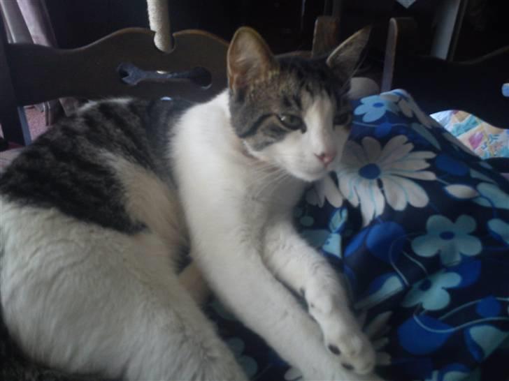 Huskat Basse billede 10