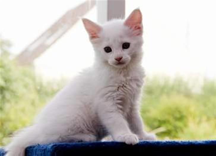 Maine Coon Fie billede 2