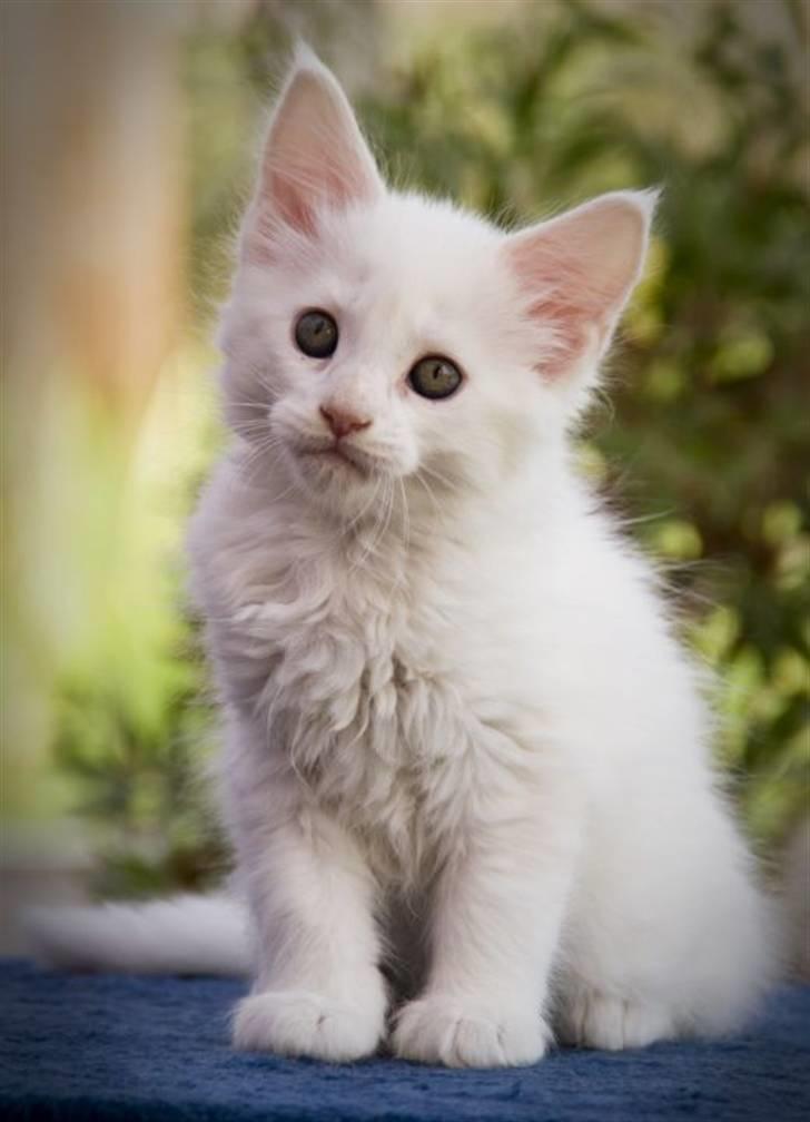 Maine Coon Fie billede 3