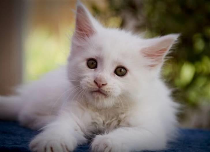 Maine Coon Fie billede 4