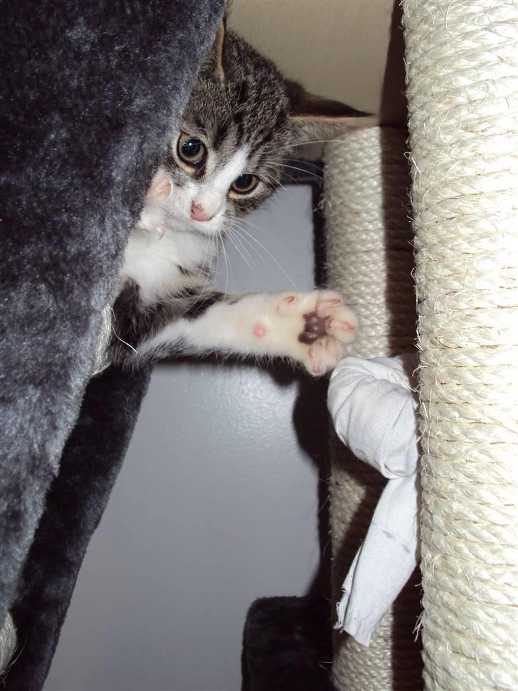 Huskat Romeo billede 8