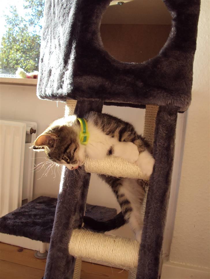 Huskat Romeo billede 9