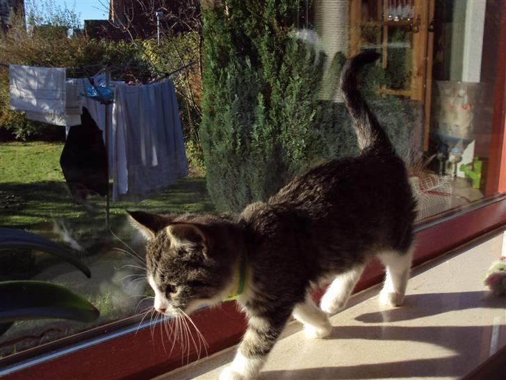 Huskat Romeo billede 10