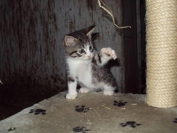 Huskat Romeo billede 11