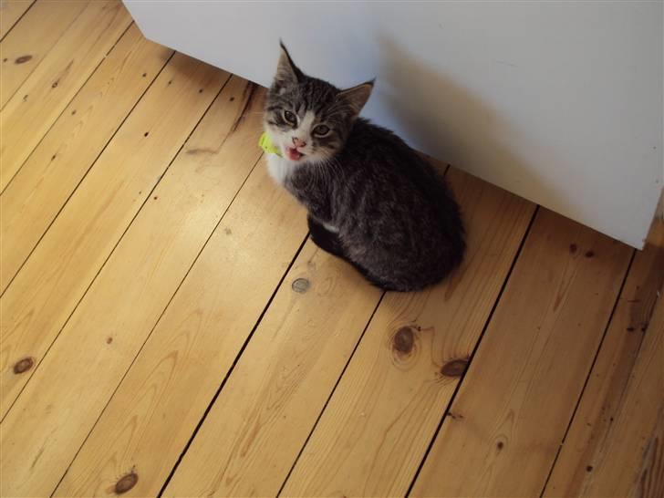 Huskat Romeo billede 12