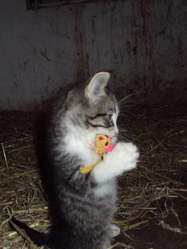 Huskat Romeo billede 13