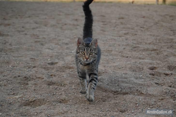 Blanding af racer Dychess billede 16