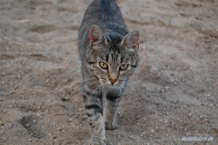 Blanding af racer Dychess billede 17