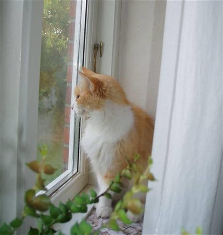 Norsk Skovkat R.I.P (Annabell) Mille billede 14