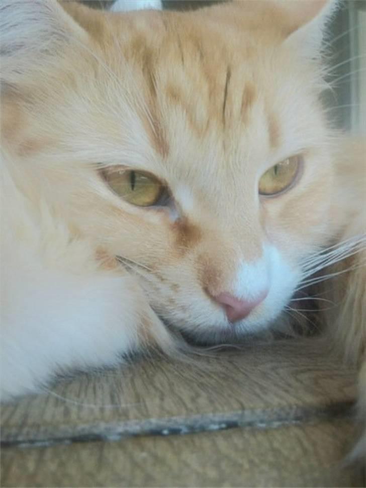 Maine Coon Bellami Solgt :( billede 12