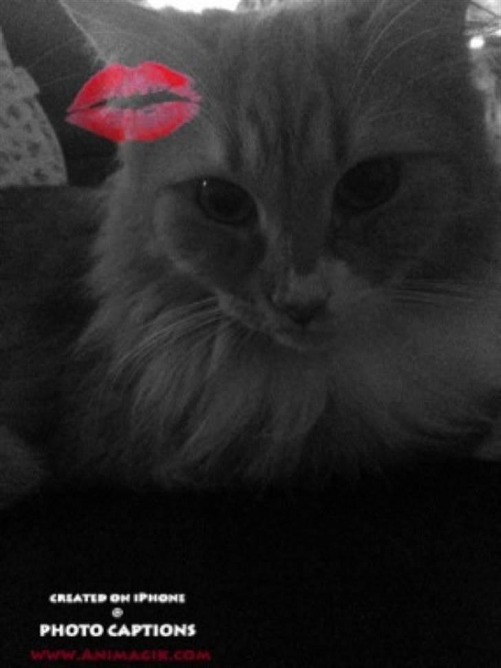 Maine Coon Bellami Solgt :( billede 13