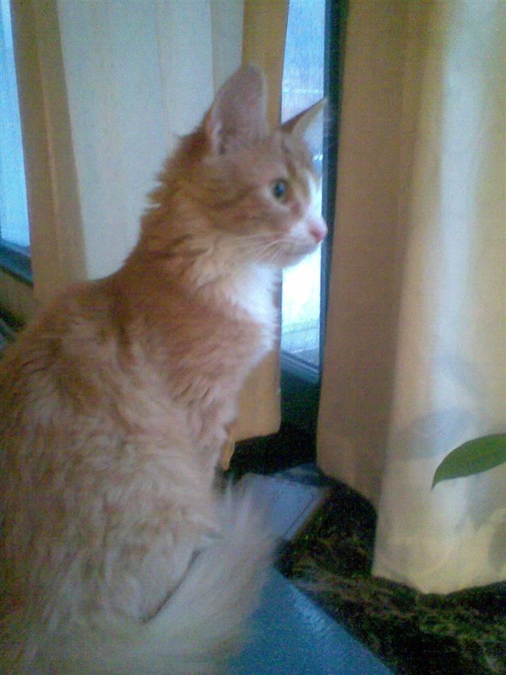 Blanding af racer Mille billede 1